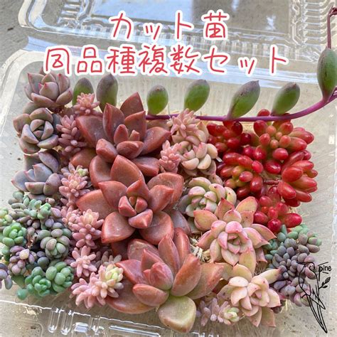 多肉植物 ⑴ カット苗セット 227月までの出品予定 メルカリ