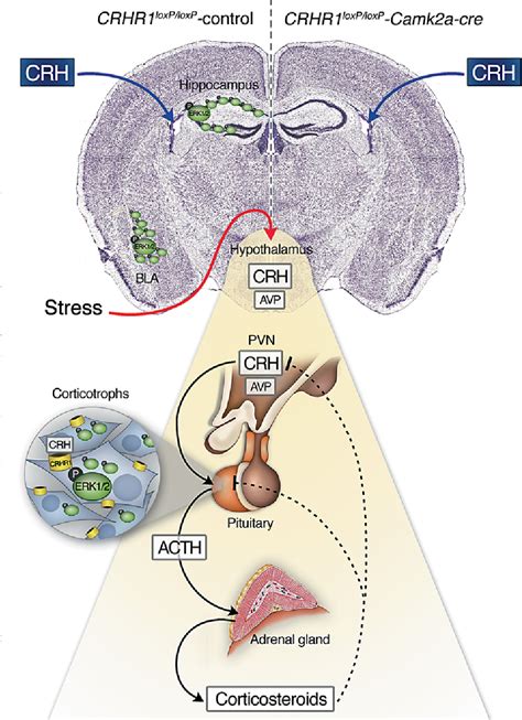 Figure From The Corticotropin Releasing Hormone Network And The