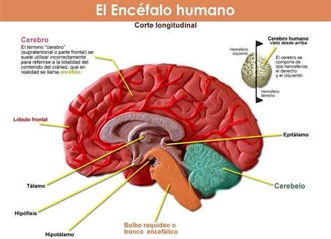 Esquema Del Enc Falo Fotos Gu A