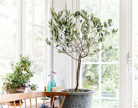 21 Beautiful Indoor Fruit Tree Pictures for Inspiration