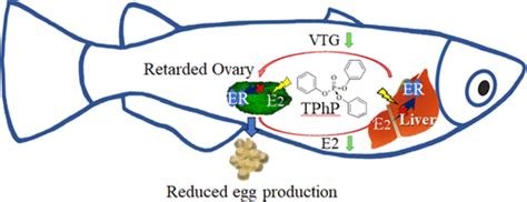 Triphenyl Phosphate At Environmental Levels Retarded Ovary Development