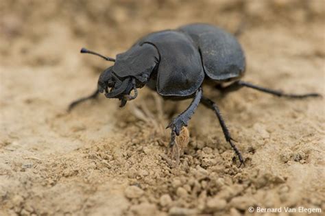 Dung Beetle Species Bernard Van Elegem