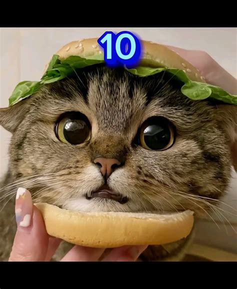 какого котика ты выберешь - YouTube