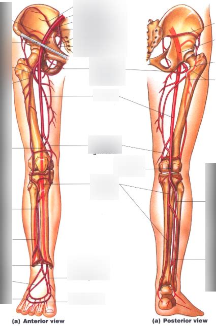 Arteries Of Lower Limbs Diagram Quizlet