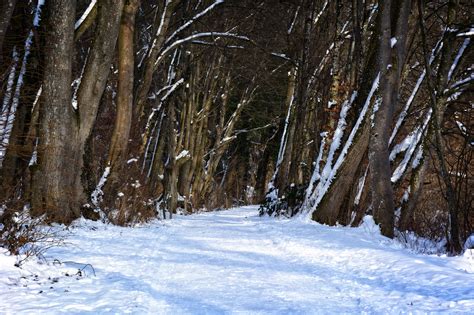 Banco De Imagens árvore Natureza Floresta Ramo Neve Frio