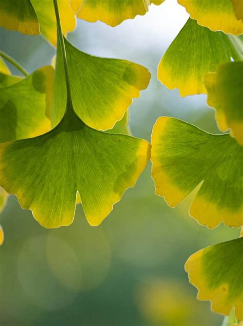 Propiedades Del Ginkgo Biloba Y Beneficios Para La Salud Guía De Jardín