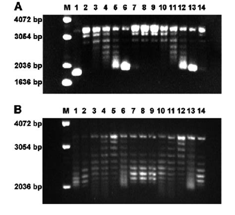 DNA Topology Assay Of 7kMk Protein Relaxed PUC19 300 Ng Was