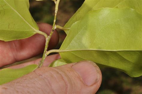 Flacourtia Jangomas Flacourtiaceae