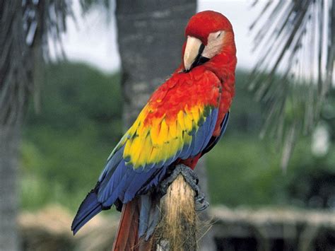 Macaw | Diet, Habitat, & Facts | Britannica