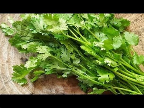 How To Save Green Coriander Hara Dhania For Long Life With Anu Youtube