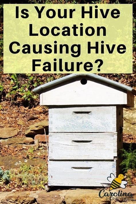 Beehive Placement Finding The Right Place For Your Hive Carolina