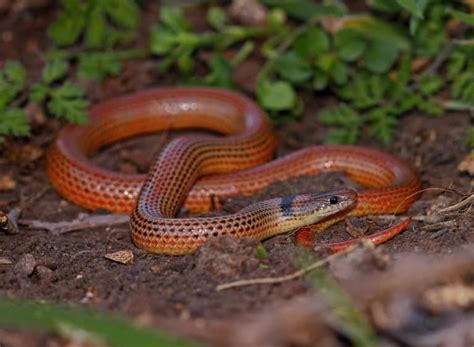 Sonora Semiannulata Western Ground Snake Usa Snakes