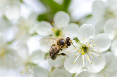 Black Bee On White Flower · Free Stock Photo