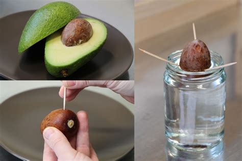 Avocado Pflanze selbst züchten pflegen schneiden und überwintern