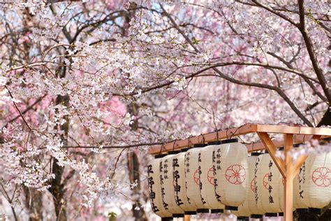 Top Sakura Viewing Spots