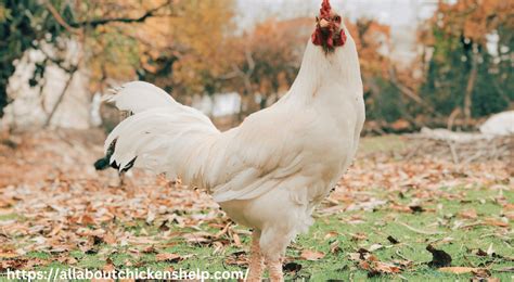 Can Chickens Eat Uncooked Rice1 Tip And Happy Healthy Hens