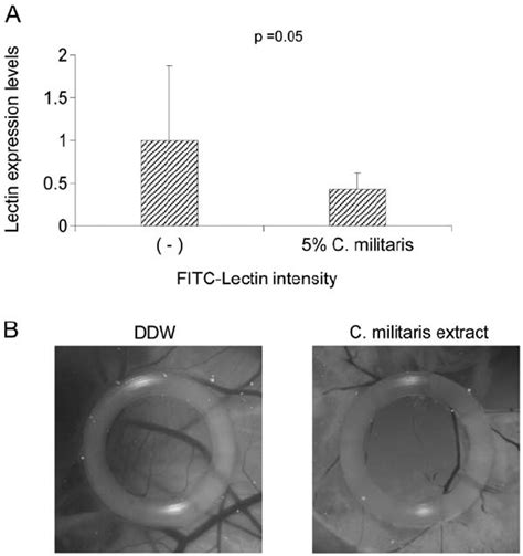 Treatment With C Militaris Extract Reduced Angiogenesis A Decrease