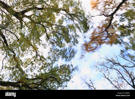 Swaying Tree Branch Hi Res Stock Photography And Images Alamy