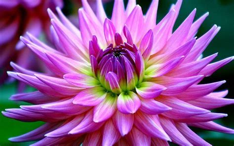 Beautiful Dahlia Flowers