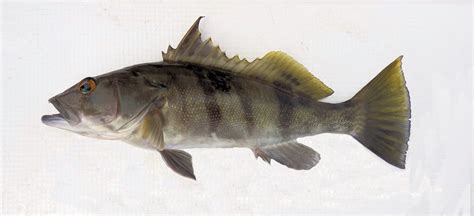 Spotted Sand Bass