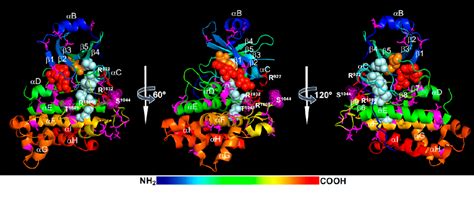 Figure From Regulation Of Three Key Kinases Of Brassinosteroid