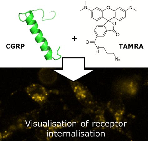 A Potent Fluorescent Calcitonin Gene‐related Peptide Analogue Enables