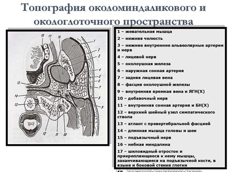 Методы исследования, клиническая анатомия и физиология глотки ...