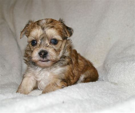 I Am Just A Cute Little Teddy Bear Morkie Puppies Morkie Yorkie Puppy