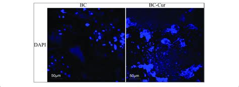 4 6 Diamidino 2 Phenylindole Dapi Staining Of Cells Growth And Download Scientific Diagram