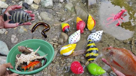 Mencari Ikan Hias Kelomang Kaki Seribu Lobster Bekicot Luwing Ikan