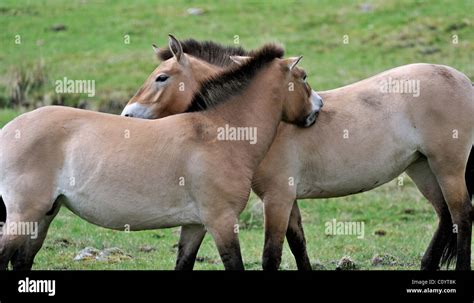 Equus przewalskii Fotos und Bildmaterial in hoher Auflösung Alamy