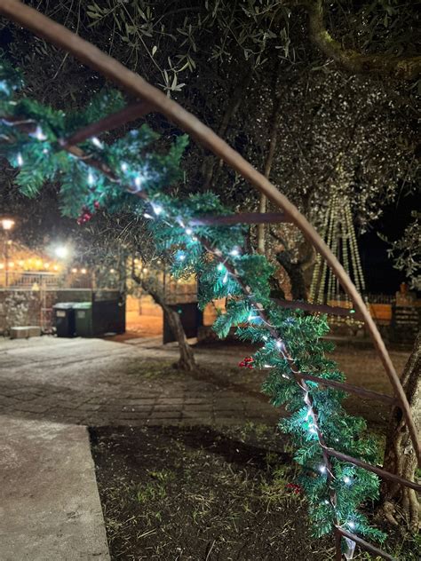 Accensione Presepe E Albero Di Natale Cooperativa Sociale Universal