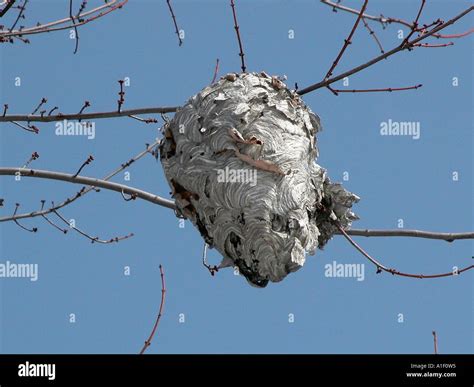 Bee Hive In A Tree During Winter Hibernation Stock Photo 5851028 Alamy