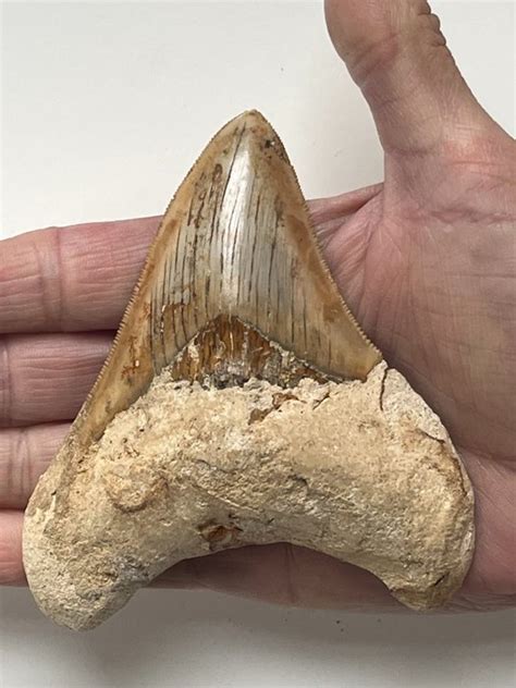 Norme Dent De Megalodon Cm Pouces Dent Fossile