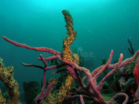 Coral Reef in South Florida Stock Photo - Image of tropical, ocean: 5741776