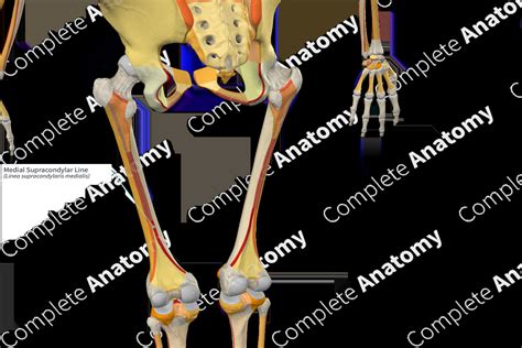 Medial Supracondylar Line Complete Anatomy