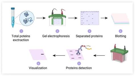 怎么做 Western Blot？ Medchemexpress 知乎