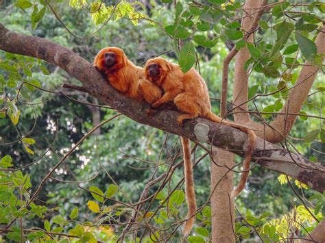 Biodiversidade Brasileira on Twitter Hoje é dia do mico leão dourado