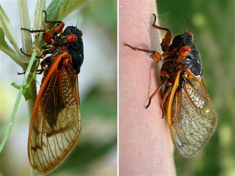 Cicadas Are Coming In 2024 In A Rare ‘double Brood Here Are The 15