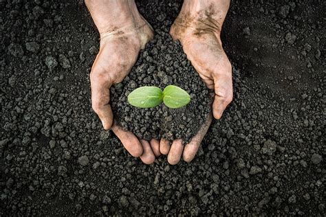 What Is The Soil Food Web And How Does It Benefit Trees Complete