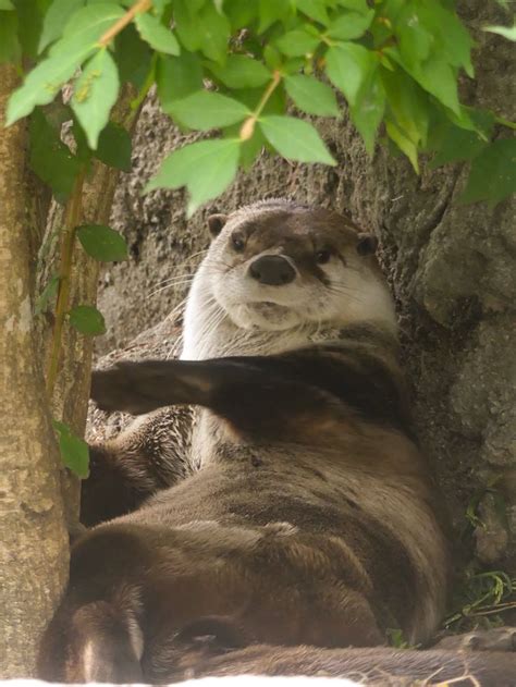 Pin On I Love Otters