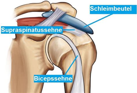 Anatomie Ortho Clinics Webseite