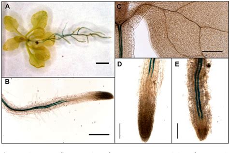 Figure From Root Specific Camalexin Biosynthesis Controls The Plant