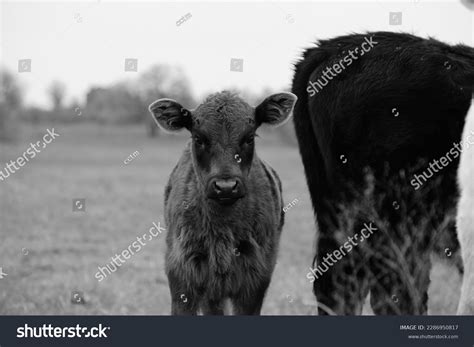 Black And White Angus Cow Calf Images Stock Photos D Objects