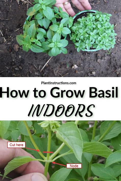 Growing Basil Indoors - Plant Instructions