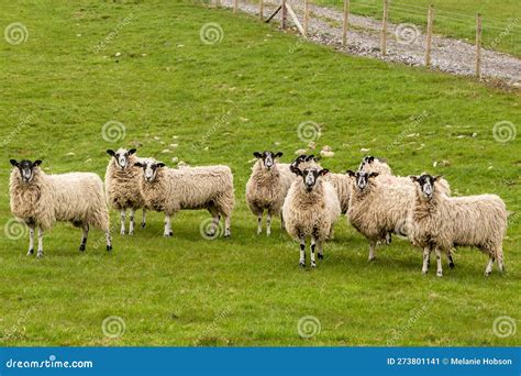 Sheep In A Field In The Cumbrian Countryside Stock Image Image Of