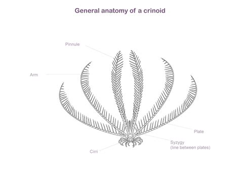 Feather Star Diagram