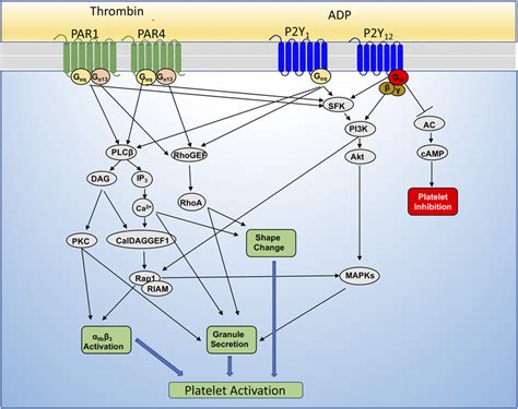 GPCR Signaling In Platelet Function Platelets Express Thrombin