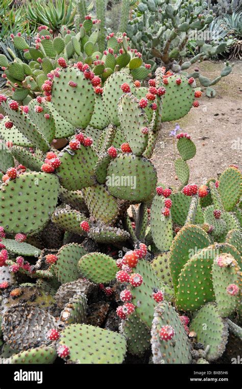 Red Cactus Fruit Prickly Pear Southern California Stock Photo Alamy