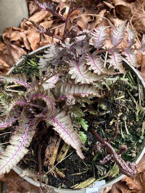 Athyrium Niponicum Red Beauty Champion Plants